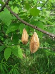Staphylea trifolia