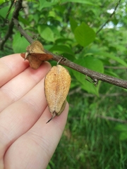 Staphylea trifolia