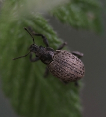 Attactagenus plumbeus