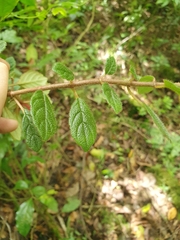 Columnea domingensis