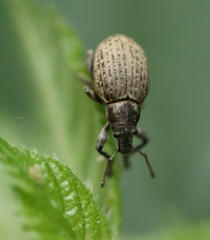 Attactagenus plumbeus