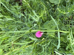 Lathyrus nissolia