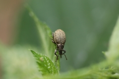 Attactagenus plumbeus