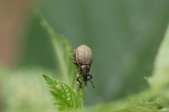 Attactagenus plumbeus