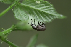 Attactagenus plumbeus