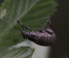 Attactagenus plumbeus