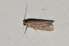 Ephestia elutella