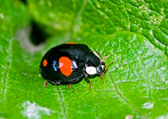 Harmonia axyridis