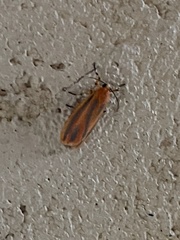 Hypoprepia miniata