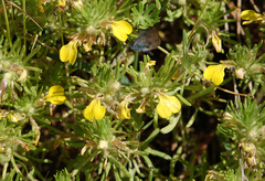 Ajuga chamaepitys