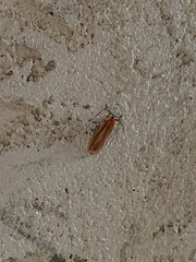 Hypoprepia miniata
