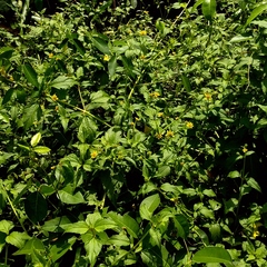 Wollastonia biflora