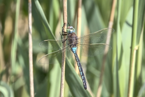 Lesser Emperor, Anerveen, Overijssel, NL, photo 6 of 10