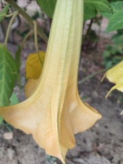 Brugmansia aurea