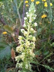 Reseda luteola