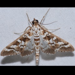 Epipagis forsythae