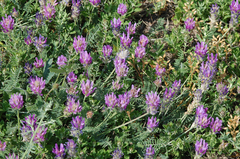 Astragalus onobrychis