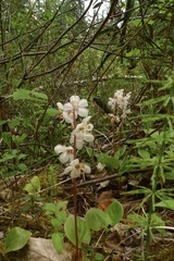 Pyrola grandiflora