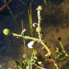 Sphaeranthus africanus