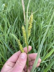 Carex trichocarpa