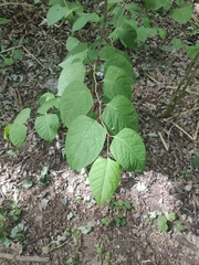 Reynoutria japonica