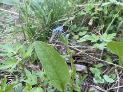 Myosotis krylovii