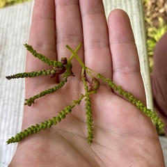 Phylloxera spinosa