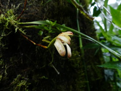 Maxillaria porrecta
