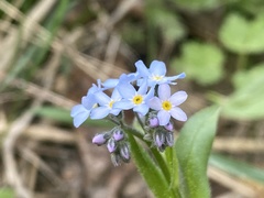 Myosotis krylovii