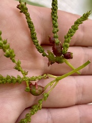 Phylloxera spinosa