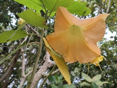 Brugmansia aurea