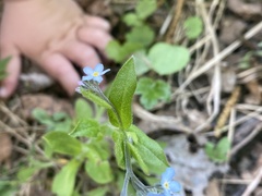 Myosotis krylovii