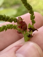 Phylloxera spinosa