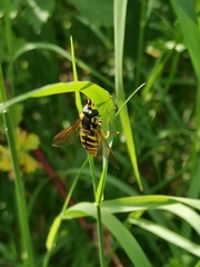 Sericomyia silentis