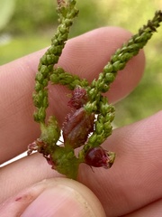 Phylloxera spinosa