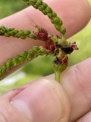 Phylloxera spinosa
