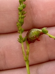 Phylloxera spinosa
