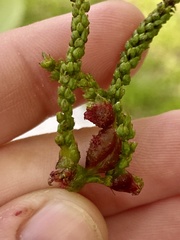 Phylloxera spinosa