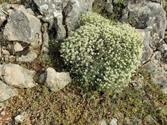 Hormathophylla spinosa