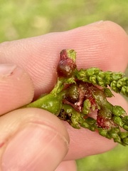 Phylloxera spinosa