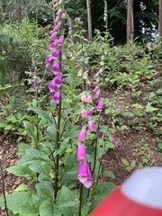 Digitalis purpurea