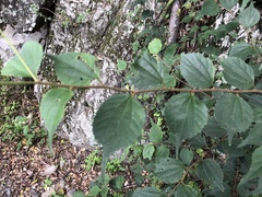Celtis biondii
