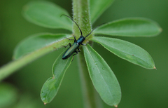 Agapanthiola leucaspis