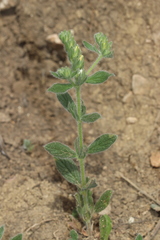 Helianthemum papillare