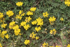 Hippocrepis scabra