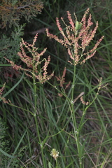 Rumex intermedius