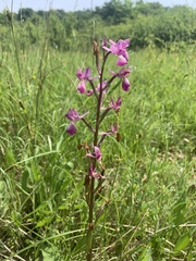 Anacamptis laxiflora