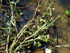 Sphaeranthus africanus