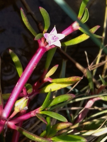 Ein weiteres Foto von Sea purslane