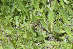 Hemaris tityus